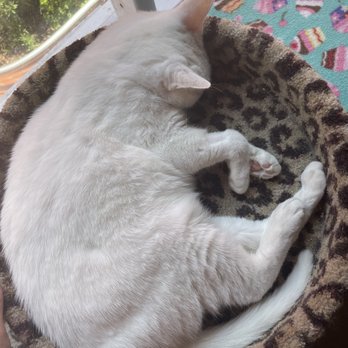 The Cat Cafe - Juneau - Coffee & Tea Near Me - San Diego, California The Cat Cafe - Juneau - Coffee & Tea Near Me - San Diego, California