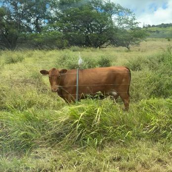 Pālehua Trail Rides - Horseback Riding Near Me - Kapolei, Hawaii Pālehua Trail Rides - Horseback Riding Near Me - Kapolei, Hawaii