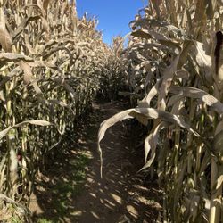 Lemieux's Orchard - He who walks behind the rows.