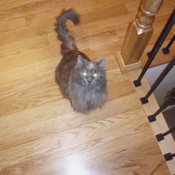 Maxwell Hardwood Flooring - hello kitty - Flooring Near Me - Littleton, Colorado Maxwell Hardwood Flooring - hello kitty - Flooring Near Me - Littleton, Colorado