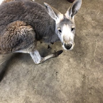 Fall City Wallaby Ranch - Ranches Near Me - Fall City, Washington