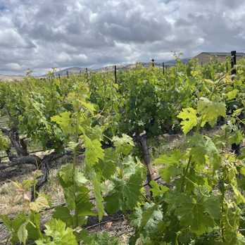 McGrail Vineyards and Winery - Wineries Near Me - Livermore, California McGrail Vineyards and Winery - Wineries Near Me - Livermore, California