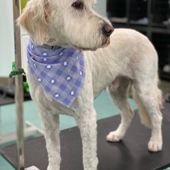 Pretty Groom - White dog - Pet Groomers Near Me - Midlothian, Virginia