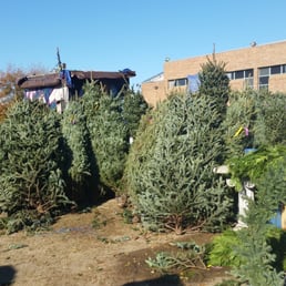 6-7 ft Christmas Trees 6-7 ft Christmas Trees