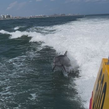 Thundercat Dolphin Watch - Boating Near Me - Wildwood Crest, New Jersey Thundercat Dolphin Watch - Boating Near Me - Wildwood Crest, New Jersey