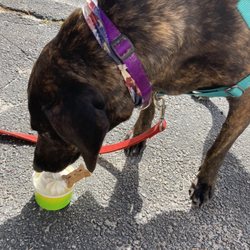 Udder Delights - Doggie Sundae