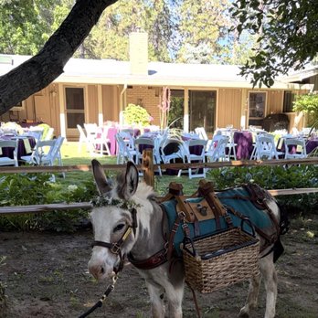 The Drunken Burro - Cerveza, the asorable serving burro - Bartenders Near Me The Drunken Burro - Cerveza, the asorable serving burro - Bartenders Near Me
