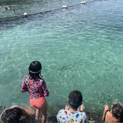 Paradise Island Resort - Fish feeding