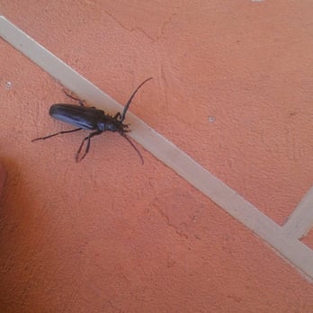Open Range Pest Control - The largest beetle in Arizona, the Palo Verde Beetle. Scary, but mostly harmless. - Pest Control Near Me - Sun City, Arizona Open Range Pest Control - The largest beetle in Arizona, the Palo Verde Beetle. Scary, but mostly harmless. - Pest Control Near Me - Sun City, Arizona
