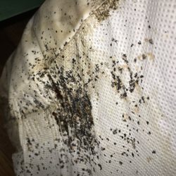Rock River Solutions - Bedbugs a growing concern in ROCKFORD