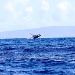 Ultimate Whale Watch & Snorkel - Breach!! They do it so fast I just barely caught this one!