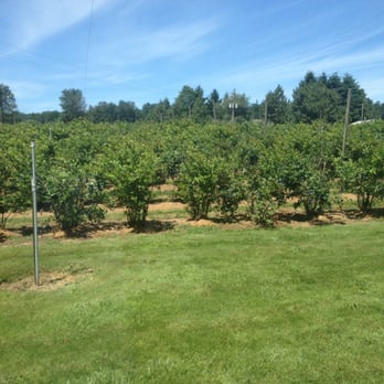 Bear Fruit Berries - a field of fruit trees - Fruits & Veggies Near Me - Harrisburg, Oregon