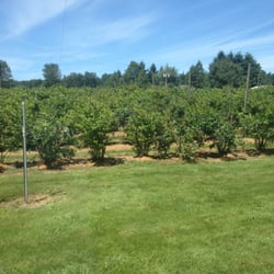 Bear Fruit Berries