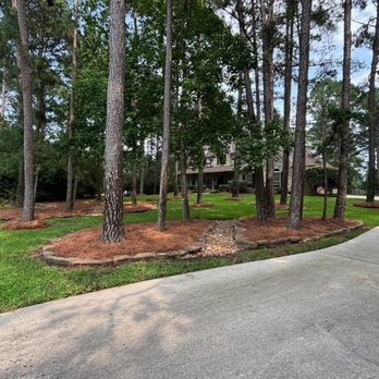 Pine Straw Texas - Landscaping Near Me Pine Straw Texas - Landscaping Near Me