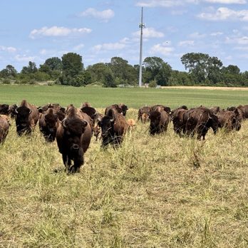 Broken Wagon Bison - Herd approaches - Educational Services Near Me - Hobart, Indiana Broken Wagon Bison - Herd approaches - Educational Services Near Me - Hobart, Indiana