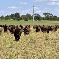 Broken Wagon Bison - Herd approaches