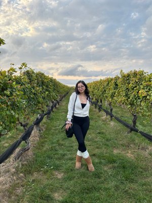 Pindar Vineyards by null