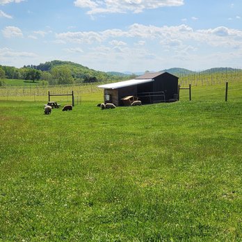 Ecco Adesso Vineyards - Wineries Near Me - Fairfield, Virginia