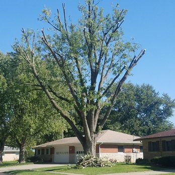 Black Cherry Tree Service - Tree trimming - Tree Services Near Me