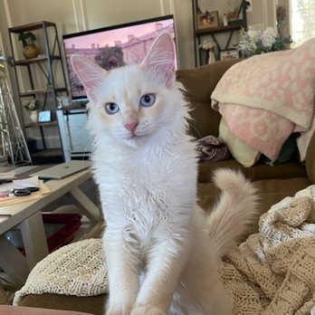 KITTEN TO CAT HOSPITAL - Updated March 2025 - 12 Photos & 17 Reviews