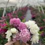 Photo of Garden Sweet Farm