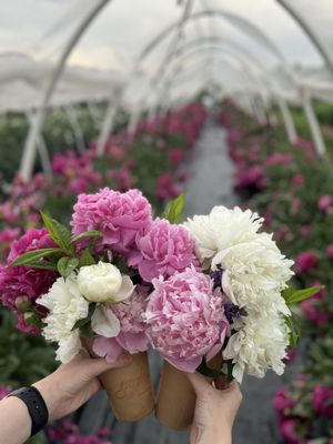 Garden Sweet by null
