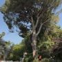 Photo of Off Czn Tree Experts