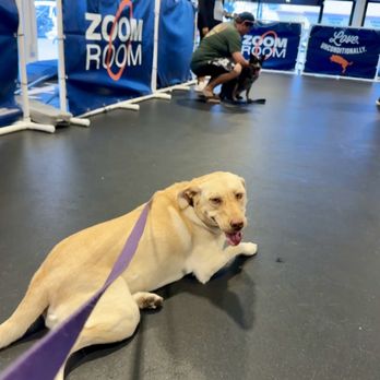 Zoom Room Dog Training - Cassidy at Zoom Room Lakewood large play group - Pet Training Near Me - Lakewood, California Zoom Room Dog Training - Cassidy at Zoom Room Lakewood large play group - Pet Training Near Me - Lakewood, California