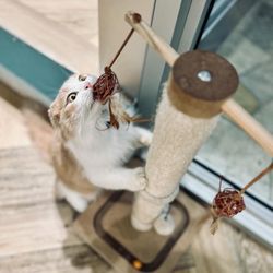 Cat Cafe Moff - Mahina reaching for the toy or is she posing for the photo