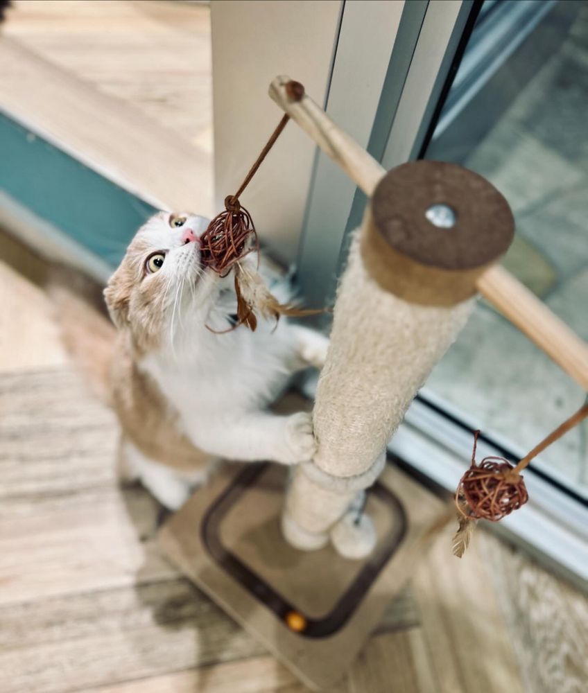 CAT CAFE MOFF - Updated June 2026 - 292 Photos & 87 Reviews - 2330 ...