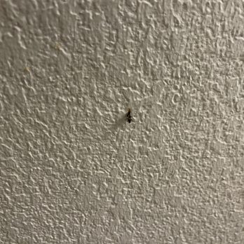 Solstice Hotel, Ascend Hotel Collection - One of the many bugs I smushed that were infesting the room. His name was Antony and I hated him - Hotels Near Me - Erie, Pennsylvania Solstice Hotel, Ascend Hotel Collection - One of the many bugs I smushed that were infesting the room. His name was Antony and I hated him - Hotels Near Me - Erie, Pennsylvania