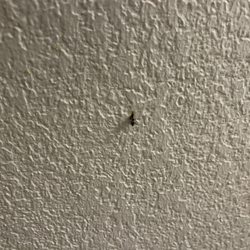 Solstice Hotel, Ascend Hotel Collection - One of the many bugs I smushed that were infesting the room. His name was Antony and I hated him