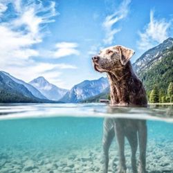Plansee