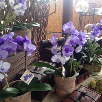 Westerlay Orchids - Great selection - Nurseries & Gardening Near Me - Carpinteria, California