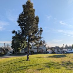 San Martin Park - Tree in the southeast corner of the park