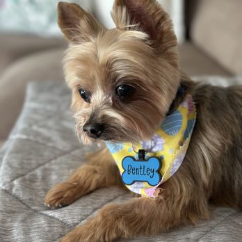 SnipIts Pet Salon - My little guy right after a grooming - Pet Groomers Near Me - Indianapolis, Indiana SnipIts Pet Salon - My little guy right after a grooming - Pet Groomers Near Me - Indianapolis, Indiana