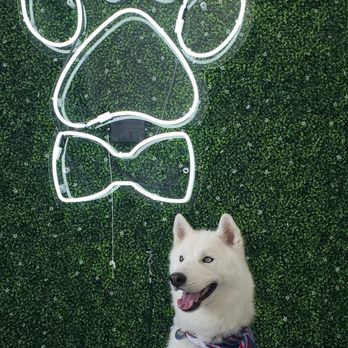 Paws At Main - Pet Groomers Near Me - Corona, California Paws At Main - Pet Groomers Near Me - Corona, California