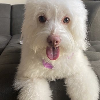 The Gentle Spaw - Happy Zoe - Pet Groomers Near Me