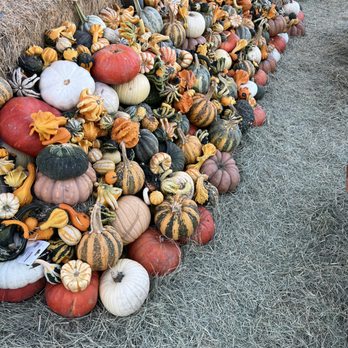 Austin Pumpkin Festival - Festivals Near Me - Austin, Texas
