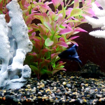 Fish Guy Russ - lone beta --- until tonight! - Aquarium Services Near Me Fish Guy Russ - lone beta --- until tonight! - Aquarium Services Near Me