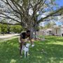 Photo of She Alpha Dog Training
