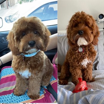 Furever Friends - Left: after. Right: before. - Pet Groomers Near Me - Carrollton, Texas
