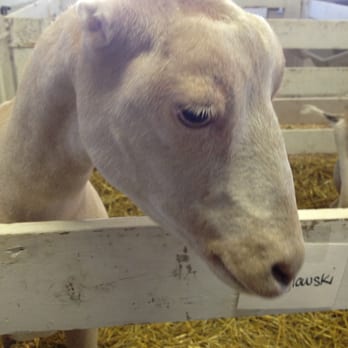 Dakota County Fair - Alien goats with no ears - Festivals Near Me - Farmington, Minnesota Dakota County Fair - Alien goats with no ears - Festivals Near Me - Farmington, Minnesota