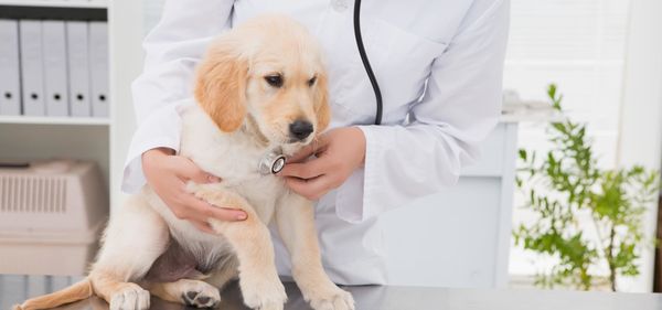 cedarwood animal hospital