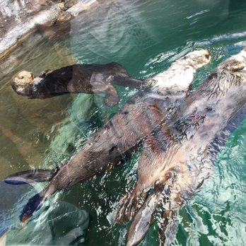 Seattle Aquarium - Aquariums Near Me - Seattle, Washington Seattle Aquarium - Aquariums Near Me - Seattle, Washington