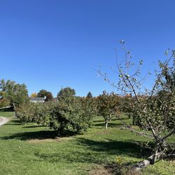 The Orchard at Connemara House
