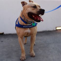 Safe K9 - lucky walking the river walk for the first time