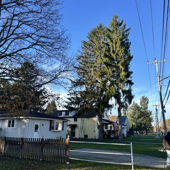 Trusted Tree Services - Need some pine trees removed? we got your back! - Tree Services Near Me - East Amherst, New York