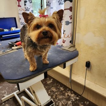Pet Perfection - Sparkle - Pet Groomers Near Me Pet Perfection - Sparkle - Pet Groomers Near Me