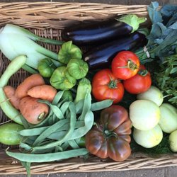 August CSA Share: Heirloom Tomatoes, Romano Beans, Tromboncino Squash, Oxheart Carrots, Tomatillos, Fennel, Eggplant, Holy Basil, Lemon Cuke